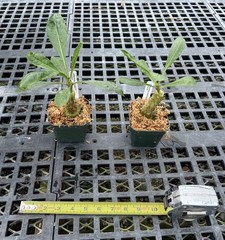 Anthorrhiza caerulea F1-seed grown, giant, blue flowered ant plant from Papua NG