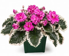 2 African Violet Leaves ~ * ANN * ~