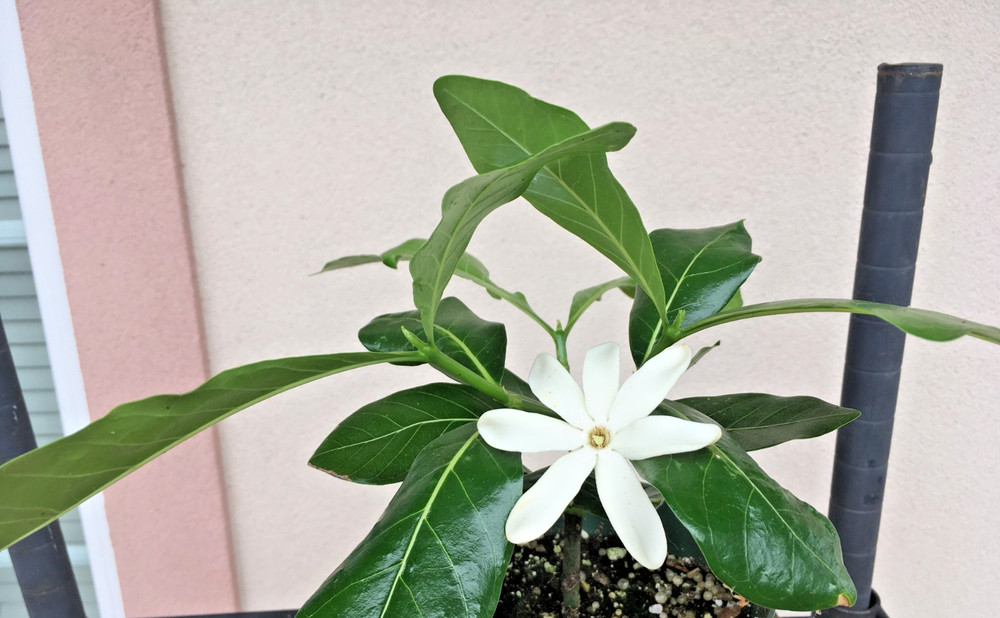 Hardy Gardenia “Nanu” small plant as shown