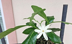 Hardy Gardenia “Nanu” small plant as shown