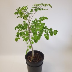 2-3ft Grown Moringa Oleifera Potted Tree 6 Months Old Nutritious Edible Leaves