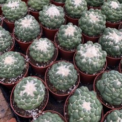 8CM Succulent Cactus Plant Coryphantha Elephantidens Stingless Cactaceae Plant