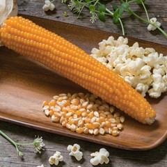Yellow Popcorn Seeds 50 Non-GMO SEEDS Medium Popcorn Seeds