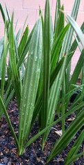 1- Medjool 1+ Year Old Date Palm Seedling Phoenix Dactylifera Plant Sapling
