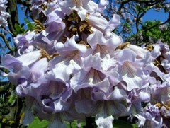 PRINCESS TREE Paulownia Tomentosa – 500 SEEDS. FREE S&H