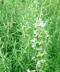 50+Rosemary seeds Evergreen shrub Culinary Perennial Garden Container Herb USA