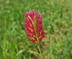 Crimson Clover Seed – NON-GMO Heirloom Inoculated Cover Crop & Food Plot