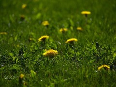1000 Dandelion Seeds – Taraxacum officnale Seeds – Medicinal and Edible Herb