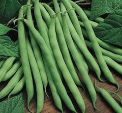 Blue Lake FM1K Pole Bean Seeds, Climbing, NON-GMO, Heirloom, FREE SHIPPING
