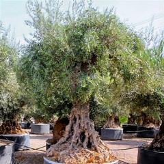10 CANINO OLIVE TREE SEEDS (Olea europaea) European Common Edible Fruit Plant