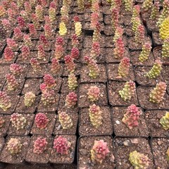 8CM Succulent Cactus Plant Monadenium Ritchiei Nyambense Variegated Cactaceae