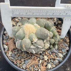 8CM Cacti Ariocarpus furfuraceus magnificus Hybird WYSIWYG Boutique Garden