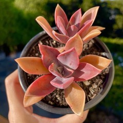 Rare Succulent Pink Graptoveria Dusty Easy Care Rooted Live Plant 3-Inch