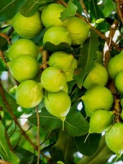 Fresh Macadamia Nuts in shell from California (5 LBS)