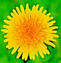 1000+ DANDELION SEEDS AUTUMN MICROGREENS SALADS HERB ORGANIC PERENNIAL NON-GMO