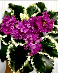 African Violet Plant AP Charisma Starter