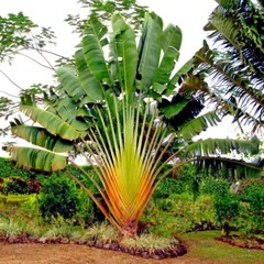 TRAVELERS PALM TREE SEEDS (Ravenala madagascariensis) Bird of Paradise Plant