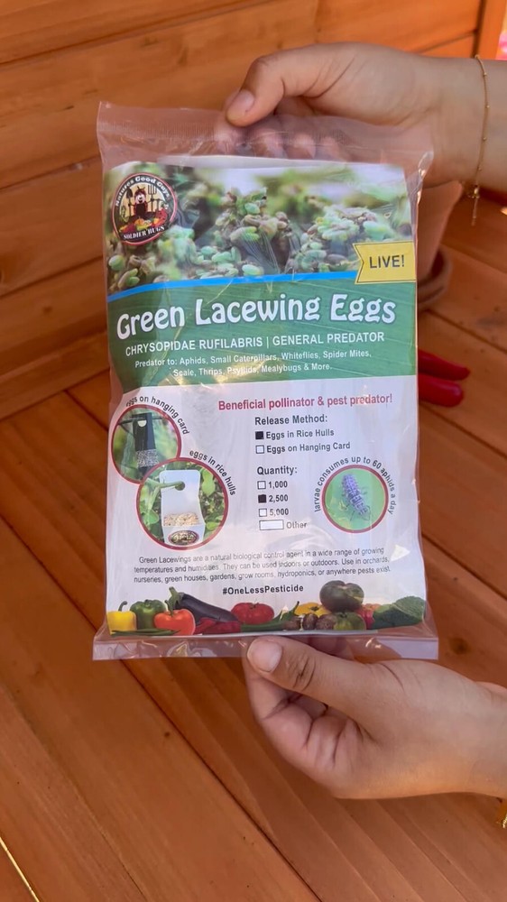 Green Lacewing Eggs in Rice Hulls – 2,500 Count – Aphid Exterminator