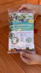 Green Lacewing Eggs in Rice Hulls – 2,500 Count – Aphid Exterminator