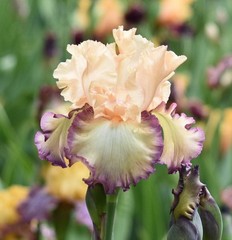 ‘Comfortable TB Bearded Iris Rhizome PRE-SALE to Ship Aug/Sept