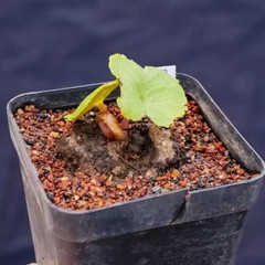 1CM Succulent Plant Crassula Umbella Wine Cup Crassulaceae Home Garden Beautiful