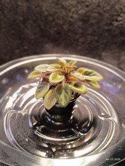 African Violet ~ Vallarta Campanas Moradas (Micro) ~ Live Plant