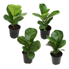 4.25 In. FICUS LYRATA – Fiddle Leaf Fig Houseplants (4-Pack)
