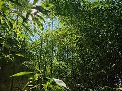 Madake Bamboo Rhizomes 1–12 Pack (Phyllostachys bambusoides) • Fast-Growing