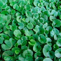 1 LB Dichondra Seed For Planting – Dichondra Repens Ground Cover Seeds