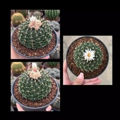 7-8CM Succulent Cactus Plant Obregonia Denegrii Cactaceae Home Garden Beautiful