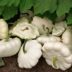 White Bush Scallop Summer Squash Seeds, NON-GMO, White Patty Pan, FREE SHIPPING