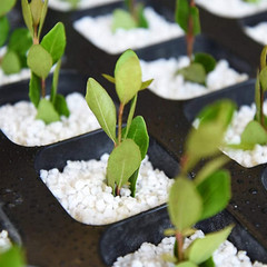 Organic Perlite for Plants, Soil Amendment for Enhanced Drainage and Growth, Ide