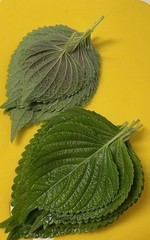 300 Korean Perilla Seeds Shiso 2025 Fresh Seeds 紫苏种子