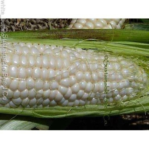 50 USDA Organic “Luther Hill” White Sweet Corn seeds Heirloom non-GMO zea mays