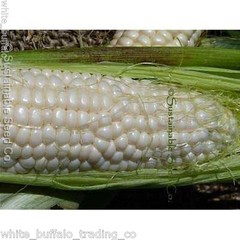 50 USDA Organic “Luther Hill” White Sweet Corn seeds Heirloom non-GMO zea mays