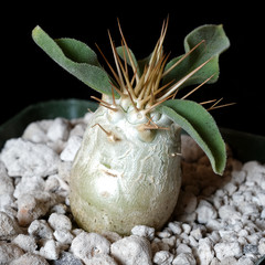 Pachypodium namaquanum – 3.25″ pot – Caudiciform