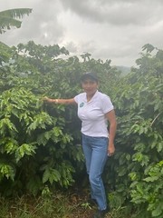 BRAZILIAN YELLOW BOURBON COFFEE BEANS PEABERRY MEDIUM ROASTED 2 POUNDS