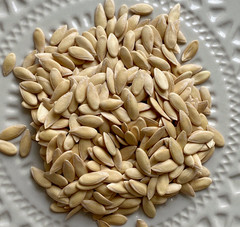 25 Heirloom Rich Sweetness Melon Seeds – Candy Sweet Personal Sized Exotic Melon