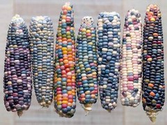 30 GLASS GEM CORN Mixed Colors Ornamental Edible Zea Mays Heirloom Veggie Seeds