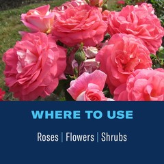 BioAdvanced 2-In-1 Systemic Rose and Flower Care, Granules For Insects,5lb-2Pack