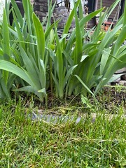 3 Bearded Iris “Poshy Purple” White Yellow Root Rhizome Bulb Live Plant Flower