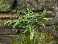 MAIDENHAIR SPLEENWORT fern 5 rhizomes Asplenium platyneuron
