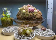 7 Gallons 3/8″ Horticultural Pumice Rock Soil Amendment Succulents Cacti Bonsai