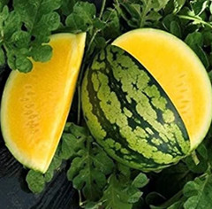 50+ Yellow Gem Watermelon Seeds – Non GMO – True Yellow – Very Sweet! —– RARE