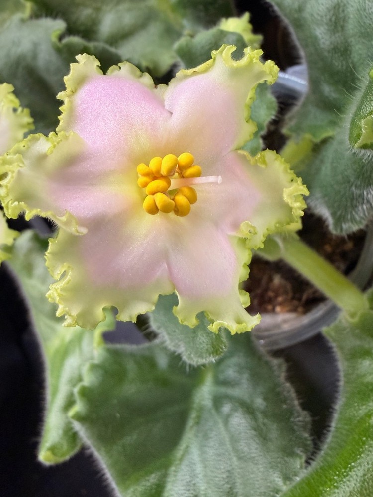 African Violet Plant EK Nartissovyj Blyuz – Narcissus Blues Big Starter