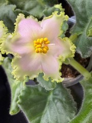 African Violet Plant EK Nartissovyj Blyuz – Narcissus Blues Big Starter