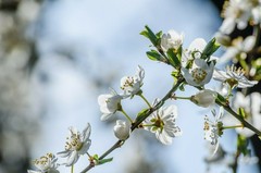1 DORMANT Tibetan Apricot, edible tree/shrub .Zones 5-8. Self Pollinizing