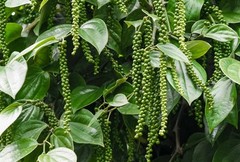 White Peppercorn Seeds (30) / Vining / Florida Grown / Rare