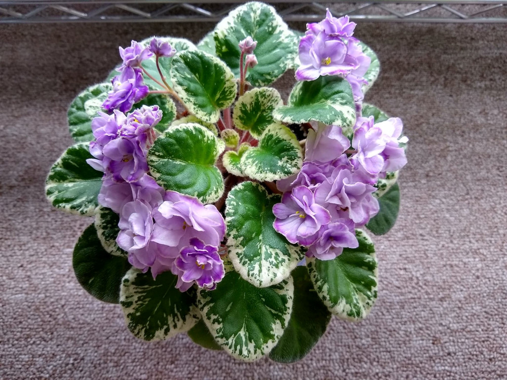 2 African Violet Leaves ~ * BUCKEYE SARSAPARILLA * ~