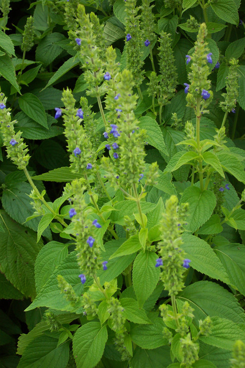 Chia Seeds, Herb, Salvia hispanica, NON-GMO, Variety Sizes Sold, FREE SHIPPING